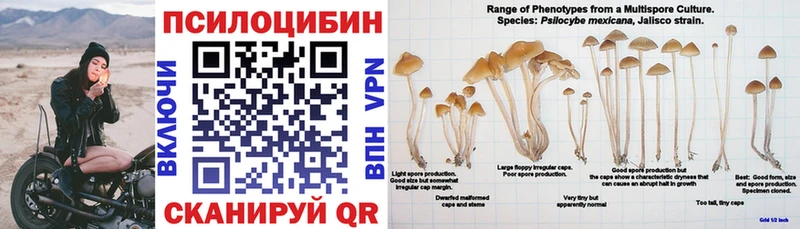 Купить где  Нововоронеж  Галлюциногенные грибы Cubensis 